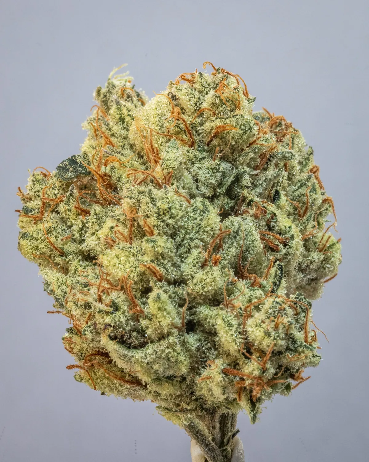 Daywrecker Diesel x PSB #2 flower