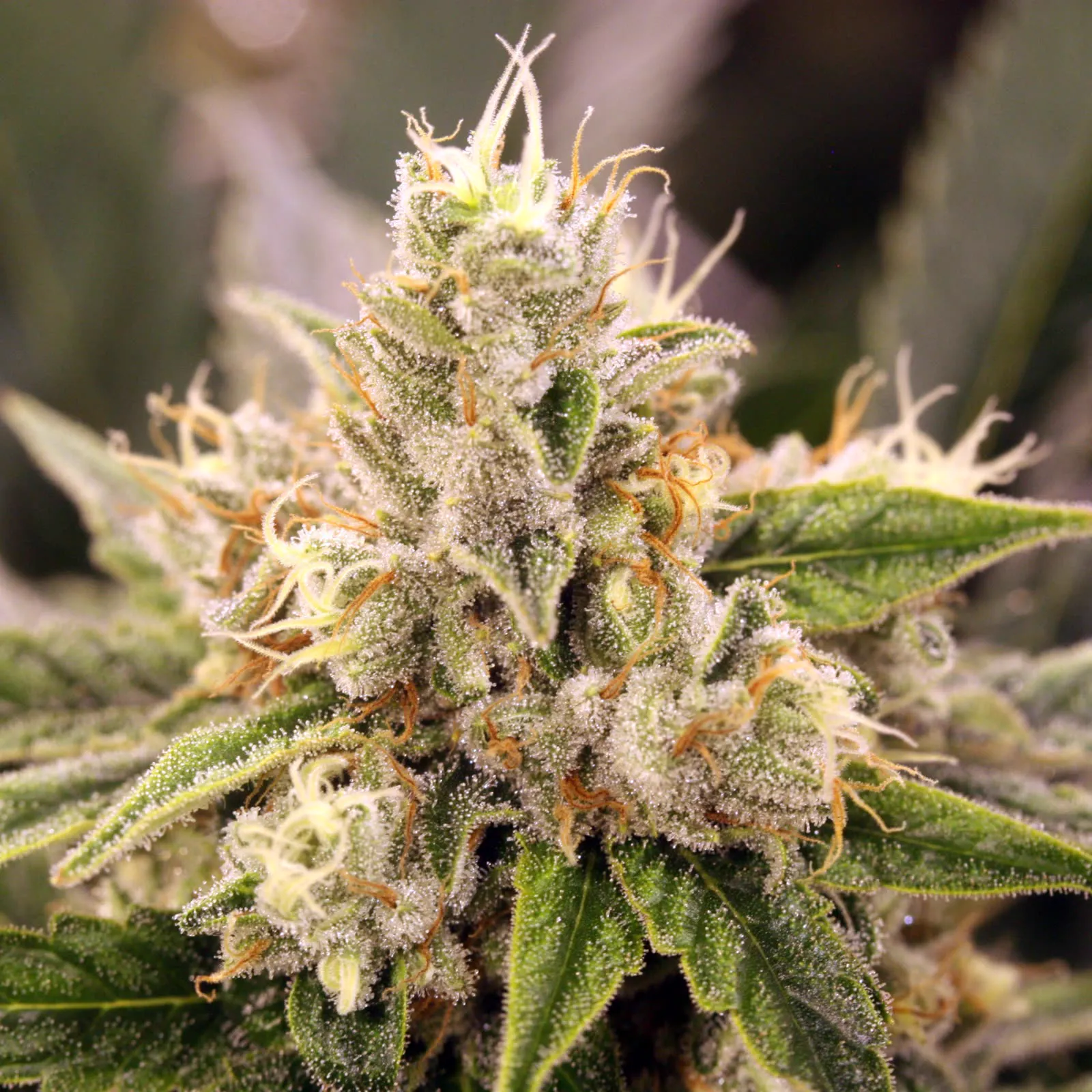Nova OG flower, close-up