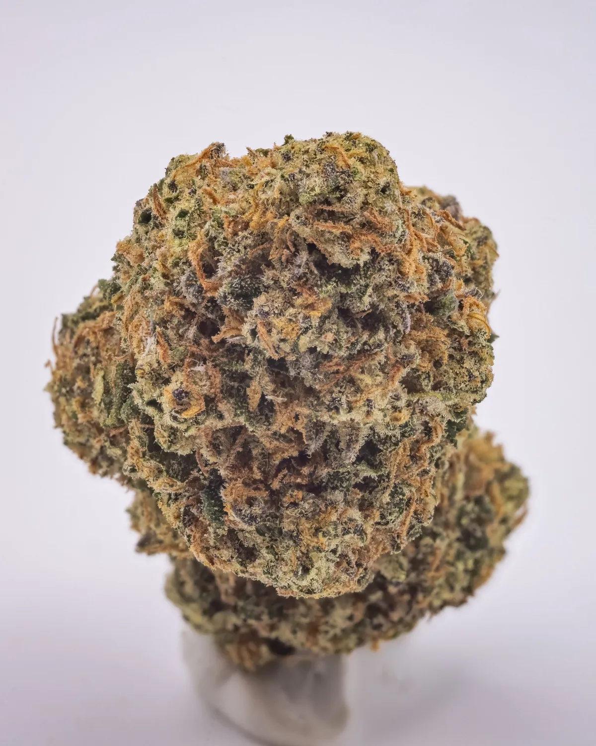 WTC x PSB #2 flower