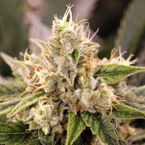 nova_og-1